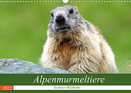 Kalender Alpenmurmeltiere in freier Wildbahn (Wandkalender 2022 DIN A3 quer) von J R Bogner