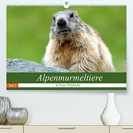 Kalender Alpenmurmeltiere in freier Wildbahn (Premium, hochwertiger DIN A2 Wandkalender 2022, Kunstdruck in Hochglanz) von J R Bogner