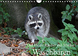 Kalender Der kleine Räuber mit Maske - Waschbären (Wandkalender 2022 DIN A4 quer) von Arno Klatt
