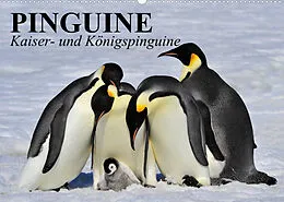 Kalender Pinguine - Kaiser- und Königspinguine (Wandkalender 2022 DIN A2 quer) von Elisabeth Stanzer