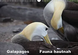Kalender Galapagos. Fauna hautnah (Wandkalender 2022 DIN A3 quer) von Johanna Krause