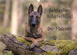 Kalender Belgischer Schäferhund - Der Malinois (Wandkalender 2022 DIN A3 quer) von Tanja Brandt