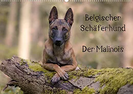 Kalender Belgischer Schäferhund - Der Malinois (Wandkalender 2022 DIN A2 quer) von Tanja Brandt