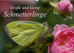 Kalender Große und kleine Schmetterlinge (Wandkalender 2022 DIN A2 quer) von Ulrike Schäfer