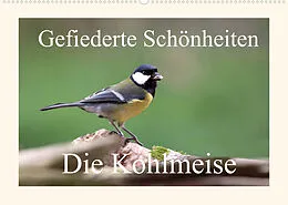 Kalender Gefiederte Schönheiten - Die Kohlmeise (Wandkalender 2022 DIN A2 quer) von Rolf Pötsch