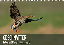 Kalender Geschnatter - Enten und Gänse in Deutschland (Wandkalender 2022 DIN A3 quer) von Alexander Krebs