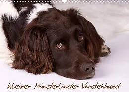 Kalender Kleiner Münsterländer Vorstehhund (Wandkalender 2022 DIN A3 quer) von Nadine Gerlach