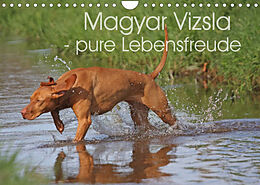 Kalender Magyar Vizsla - pure Lebensfreude (Wandkalender 2022 DIN A4 quer) von Barbara Mielewczyk