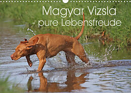 Kalender Magyar Vizsla - pure Lebensfreude (Wandkalender 2022 DIN A3 quer) von Barbara Mielewczyk