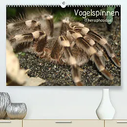 Kalender Vogelspinnen (Theraphosidae)CH-Version (Premium, hochwertiger DIN A2 Wandkalender 2022, Kunstdruck in Hochglanz) von Barbara Mielewczyk