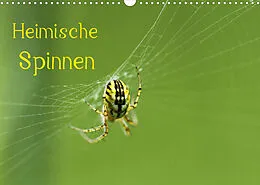 Kalender Heimische Spinnen (Wandkalender 2022 DIN A3 quer) von Otto Schäfer