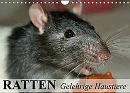 Kalender Ratten - Gelehrige Haustiere (Wandkalender 2022 DIN A4 quer) von Elisabeth Stanzer