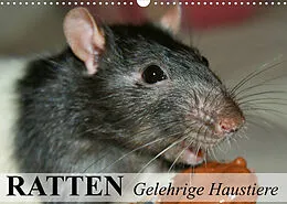 Kalender Ratten - Gelehrige Haustiere (Wandkalender 2022 DIN A3 quer) von Elisabeth Stanzer