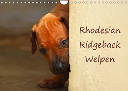 Kalender Rhodesian Ridgeback Welpen (Wandkalender 2022 DIN A4 quer) von Anke van Wyk