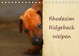 Kalender Rhodesian Ridgeback Welpen (Tischkalender 2022 DIN A5 quer) von Anke van Wyk