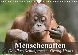 Kalender Menschenaffen. Gorillas, Schimpansen, Orang-Utans (Wandkalender 2022 DIN A4 quer) von Elisabeth Stanzer