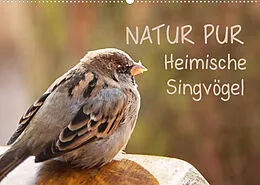 Kalender NATUR PUR Heimische Singvögel (Wandkalender 2022 DIN A2 quer) von Karin Dietzel