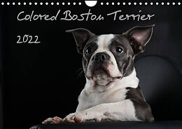 Kalender Colored Boston Terrier 2022 (Wandkalender 2022 DIN A4 quer) von Nicola Kassat Fotografie