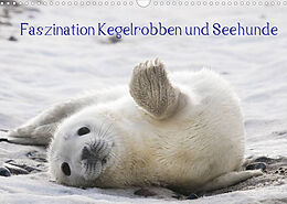 Kalender Faszination Kegelrobben und Seehunde 2022 (Wandkalender 2022 DIN A3 quer) von Armin Maywald