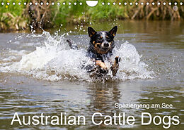 Kalender Spaziergang am See Australian Cattle Dogs (Wandkalender 2022 DIN A4 quer) von Fotodesign Verena Scholze
