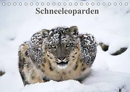 Kalender Schneeleoparden (Tischkalender 2022 DIN A5 quer) von Cloudtail