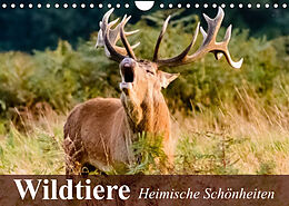Kalender Wildtiere. Heimische Schönheiten (Wandkalender 2022 DIN A4 quer) von Elisabeth Stanzer