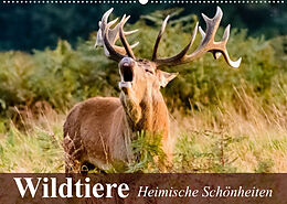 Kalender Wildtiere. Heimische Schönheiten (Wandkalender 2022 DIN A2 quer) von Elisabeth Stanzer
