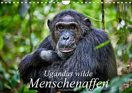 Kalender Ugandas wilde Menschenaffen (Wandkalender 2022 DIN A4 quer) von Jürgen Ritterbach