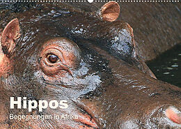 Kalender Hippos - Begegnungen in Afrika (Wandkalender 2022 DIN A2 quer) von Michael Herzog