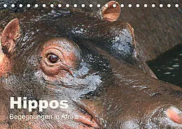 Kalender Hippos - Begegnungen in Afrika (Tischkalender 2022 DIN A5 quer) von Michael Herzog