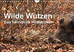 Kalender Wilde Wutzen. Das heimische Wildschwein (Wandkalender 2022 DIN A4 quer) von Alexander von Düren