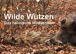 Kalender Wilde Wutzen. Das heimische Wildschwein (Wandkalender 2022 DIN A3 quer) von Alexander von Düren