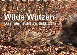Kalender Wilde Wutzen. Das heimische Wildschwein (Wandkalender 2022 DIN A2 quer) von Alexander von Düren