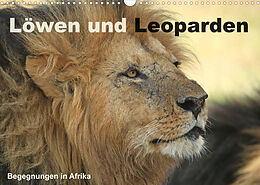 Kalender Löwen und Leoparden - Begegnungen in Afrika (Wandkalender 2022 DIN A3 quer) von Michael Herzog