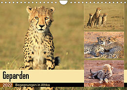 Kalender Geparden - Begegnungen in Afrika (Wandkalender 2022 DIN A4 quer) von Michael Herzog
