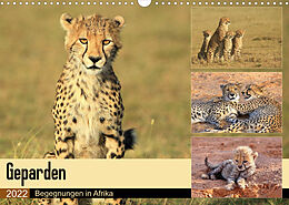 Kalender Geparden - Begegnungen in Afrika (Wandkalender 2022 DIN A3 quer) von Michael Herzog