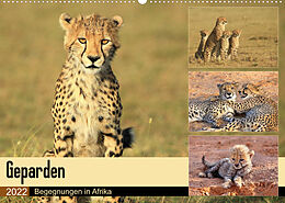 Kalender Geparden - Begegnungen in Afrika (Wandkalender 2022 DIN A2 quer) von Michael Herzog