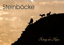 Kalender Steinböcke - Könige der Alpen (Wandkalender 2022 DIN A3 quer) von Mel Weber - tiefblicke.ch