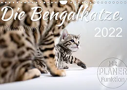 Kalender Die Bengalkatze. Edition Jungtiere (Wandkalender 2022 DIN A4 quer) von Sylvio Banker