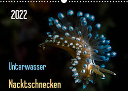 Kalender Unterwasser - Nacktschnecken 2022 (Wandkalender 2022 DIN A3 quer) von Claudia Weber-Gebert