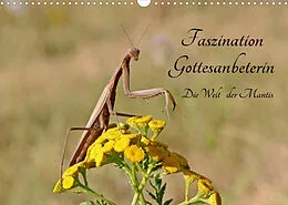 Kalender Faszination Gottesanbeterin - Die Welt der Mantis (Wandkalender 2022 DIN A3 quer) von juehust