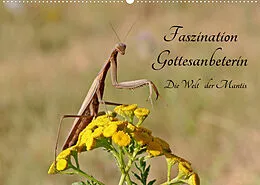 Kalender Faszination Gottesanbeterin - Die Welt der Mantis (Wandkalender 2022 DIN A2 quer) von juehust