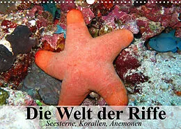 Kalender Die Welt der Riffe. Seesterne, Korallen, Anemonen (Wandkalender 2022 DIN A3 quer) von Elisabeth Stanzer