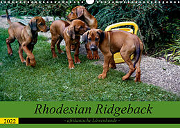 Kalender Rhodesian Ridgeback - afrikanische Löwenhunde (Wandkalender 2022 DIN A3 quer) von Dagmar Behrens