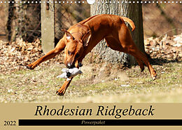 Kalender Rhodesian Ridgeback Powerpaket (Wandkalender 2022 DIN A3 quer) von Dagmar Behrens
