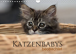 Kalender Katzenbabys beobachtet (Wandkalender 2022 DIN A4 quer) von Christiane Calmbacher