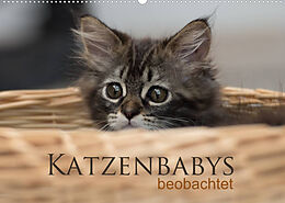 Kalender Katzenbabys beobachtet (Wandkalender 2022 DIN A2 quer) von Christiane Calmbacher