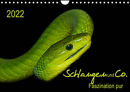 Kalender Schlangen und Co. - Faszination pur (Wandkalender 2022 DIN A4 quer) von Sigrid Enkemeier