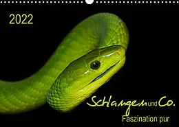 Kalender Schlangen und Co. - Faszination pur (Wandkalender 2022 DIN A3 quer) von Sigrid Enkemeier