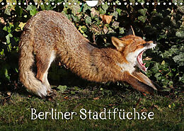 Kalender Berliner Stadtfüchse (Wandkalender 2022 DIN A4 quer) von Klaus Konieczka